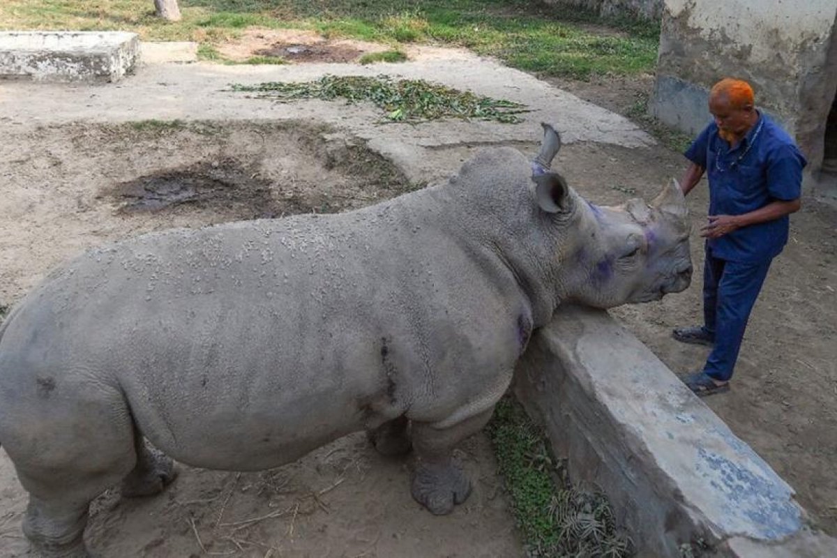 Una rinoceronte de Bangladés "necesita una pareja desesperadamente" pero el zoo no puede proporcionársela por la pandemia de covid-19