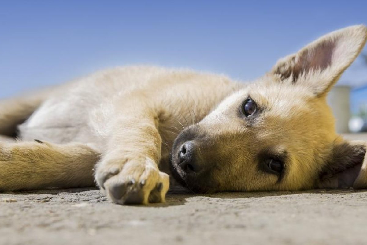 FOTOS: Encuentran un cachorro callejero dormido en un pesebre navideño y le consiguen un nuevo hogar