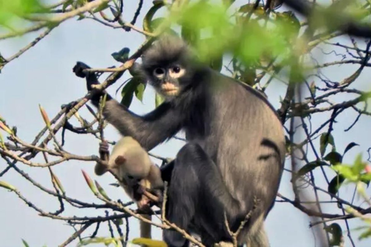 Descubren una nueva especie de primate que ya se encuentra en peligro de extinción