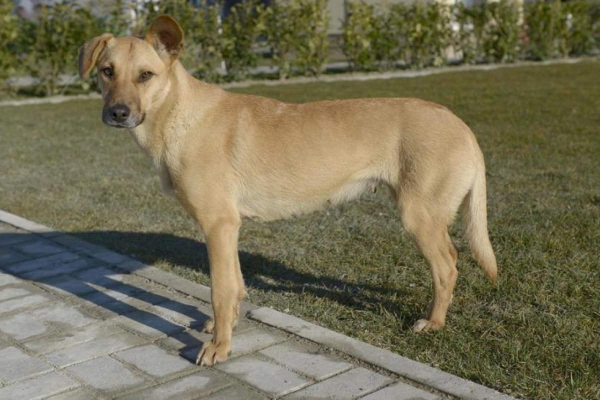 Eutanasia para perros callejeros: la polémica propuesta de un intendente argentino para frenar la superpoblación canina