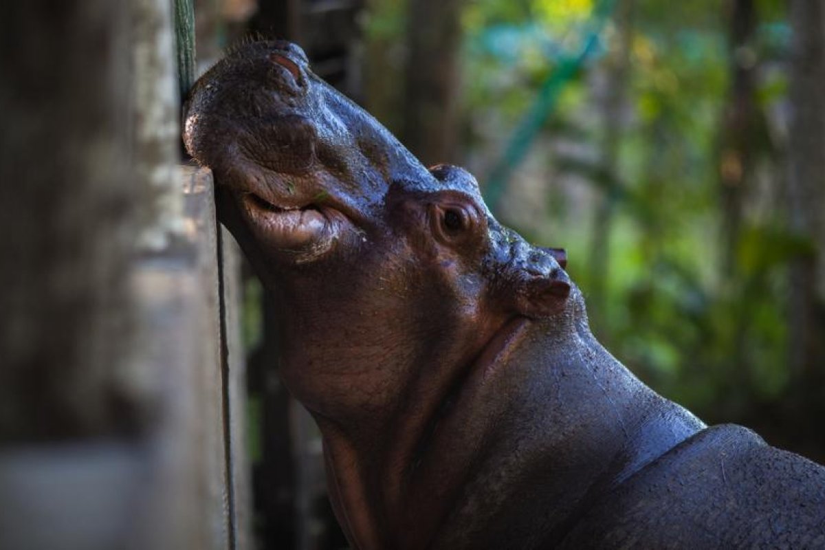 "Los hipopótamos ya no son africanos, son colombianos": activistas se oponen al plan de declarar los animales de Pablo Escobar como especie invasora