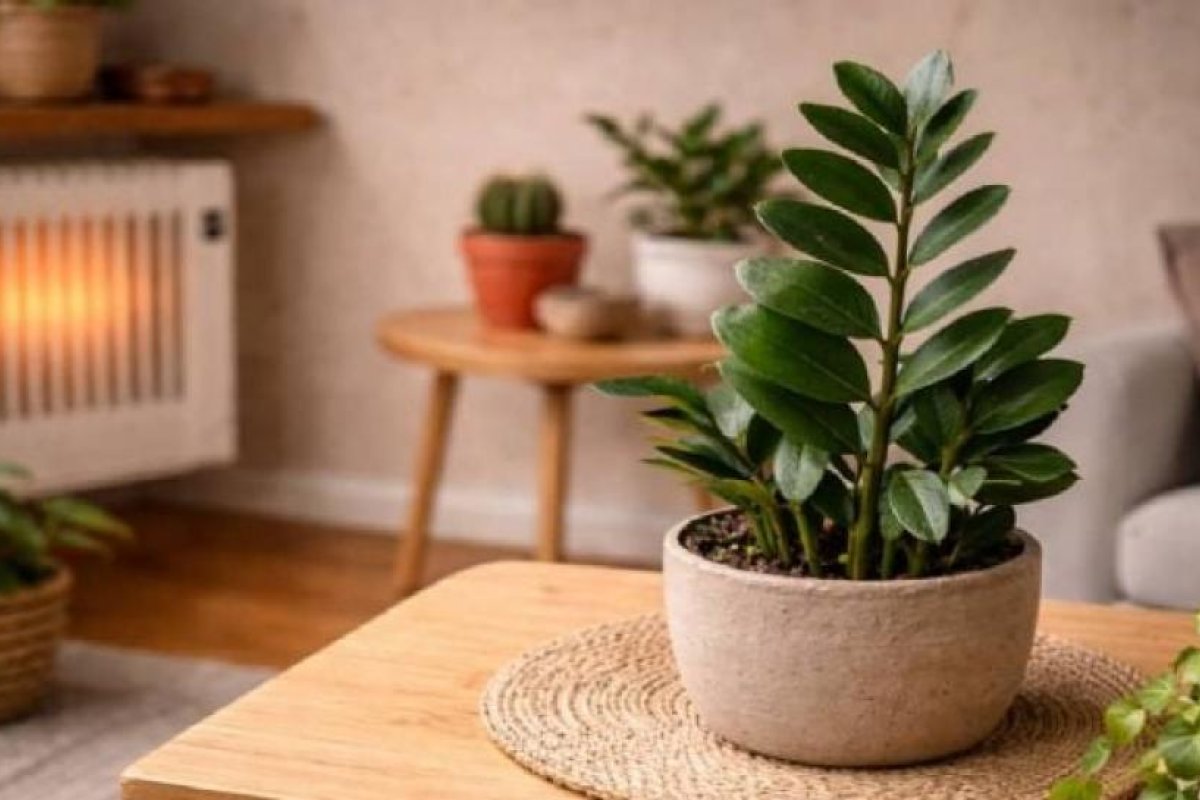 Plantas de interior resistentes: supervivencia en calefacción y baja luz