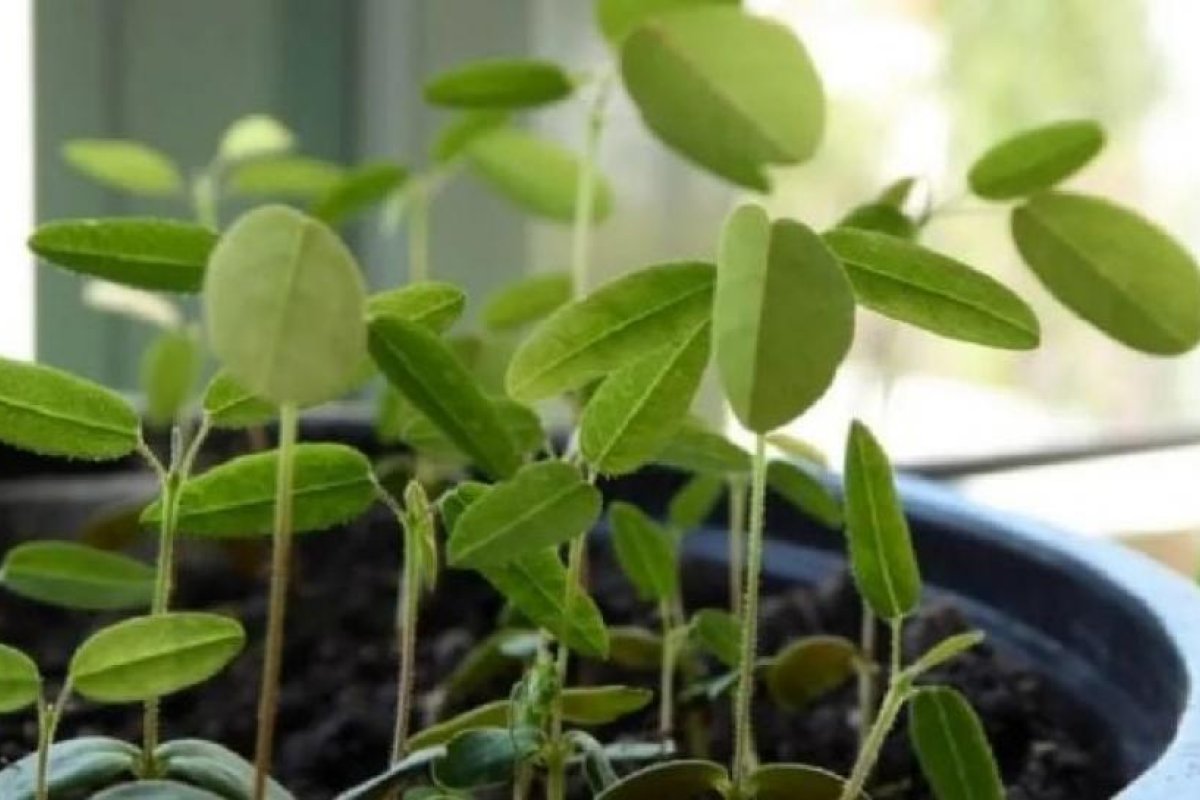 Descubre la fascinante planta que reacciona al sonido y la luz