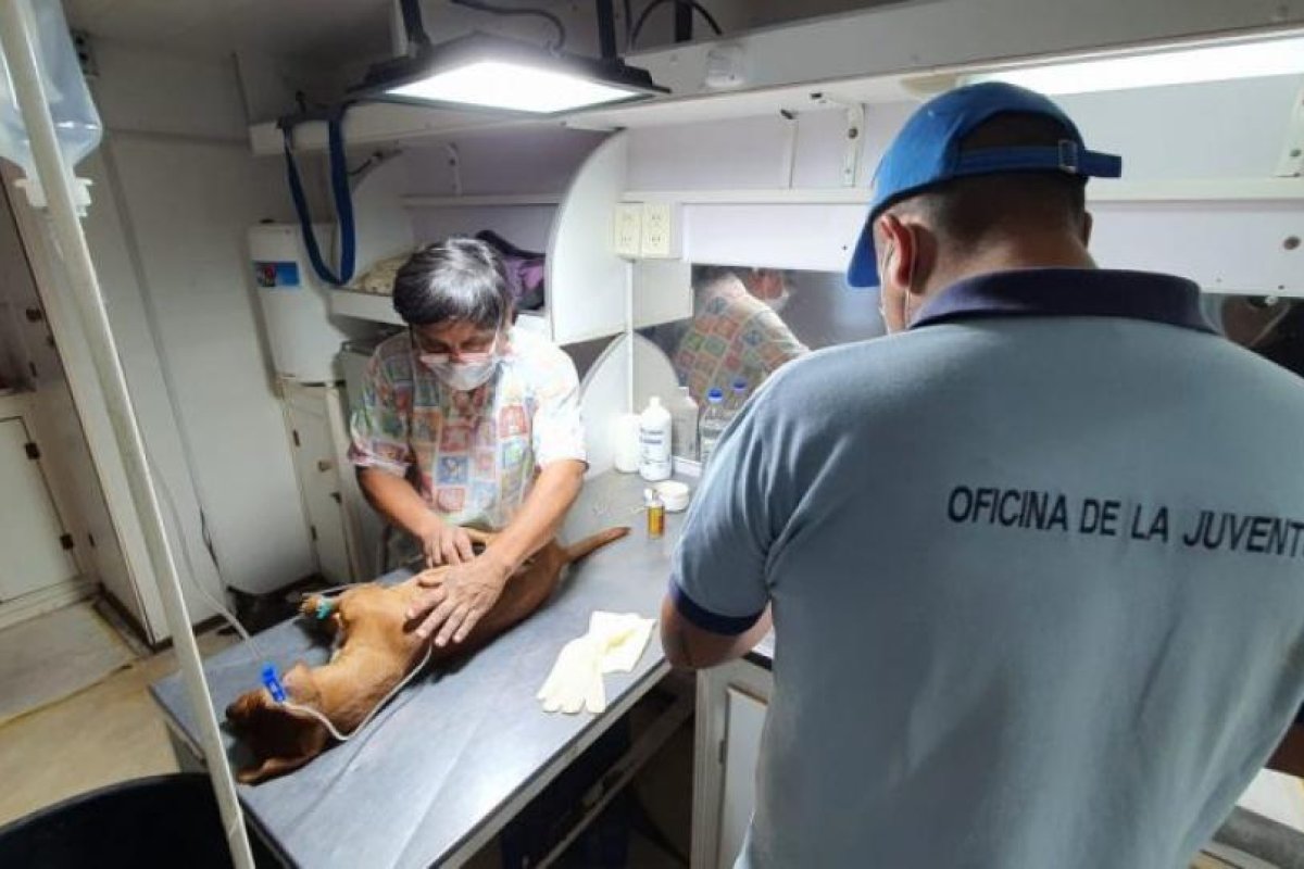 DIO INICIO LA CAMPAÑA DE CASTRACIÓN DE MASCOTAS EN EL TALLER MUNICIPAL
