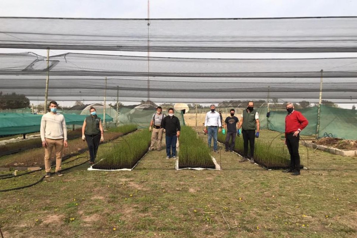 Concluyó la primera entrega de plantines de Algarrobo Blanco a la vecina provincia de Córdoba