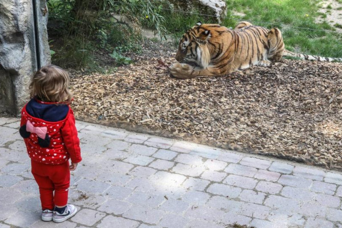 Un jubilado alemán compra entradas para el zoo a 33.333 niños