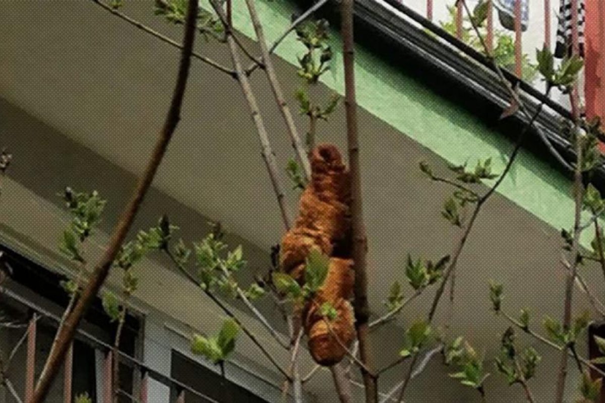 "Es marrón y no tiene patas ni cabeza": Avisan de la presencia de una rara "criatura" colgada de un árbol y resulta ser un cruasán