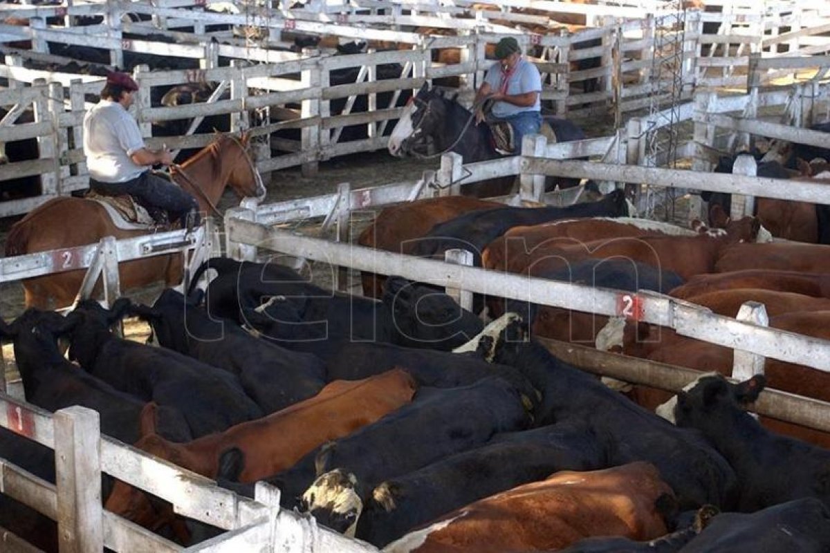 Impulsan el control de enfermedades de transmisión sexual en bovinos para aumentar la productividad