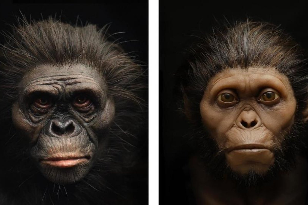 Reconstruyen el rostro de 'Lucy', nuestra antepasada australopiteca, y explican en qué fallaron los museos