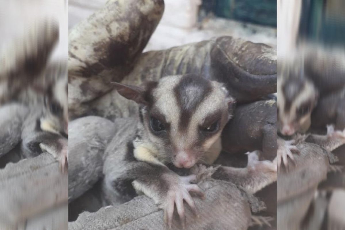 Córdoba: rescatan un extraño marsupial oriundo de Australia