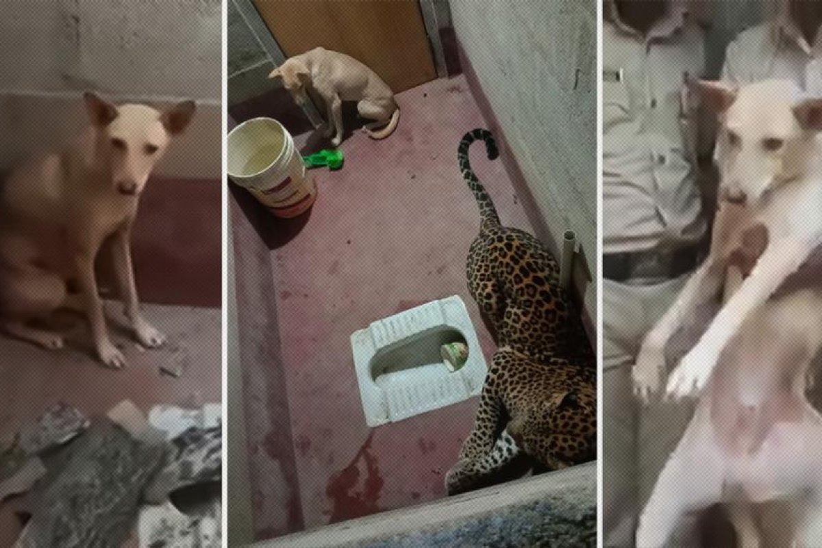 Encierran a un perro con un leopardo en un baño durante siete horas y el resultado sorprende a los rescatistas