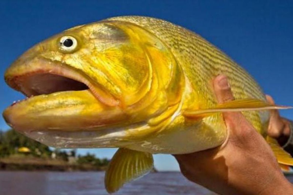Se aprobó la reducción del cupo de extracción de peces de diferentes especies para toda la provincia