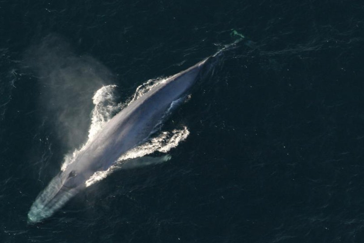Descubren una nueva población de ballenas azules pigmeas gracias a detectores de bombas nucleares