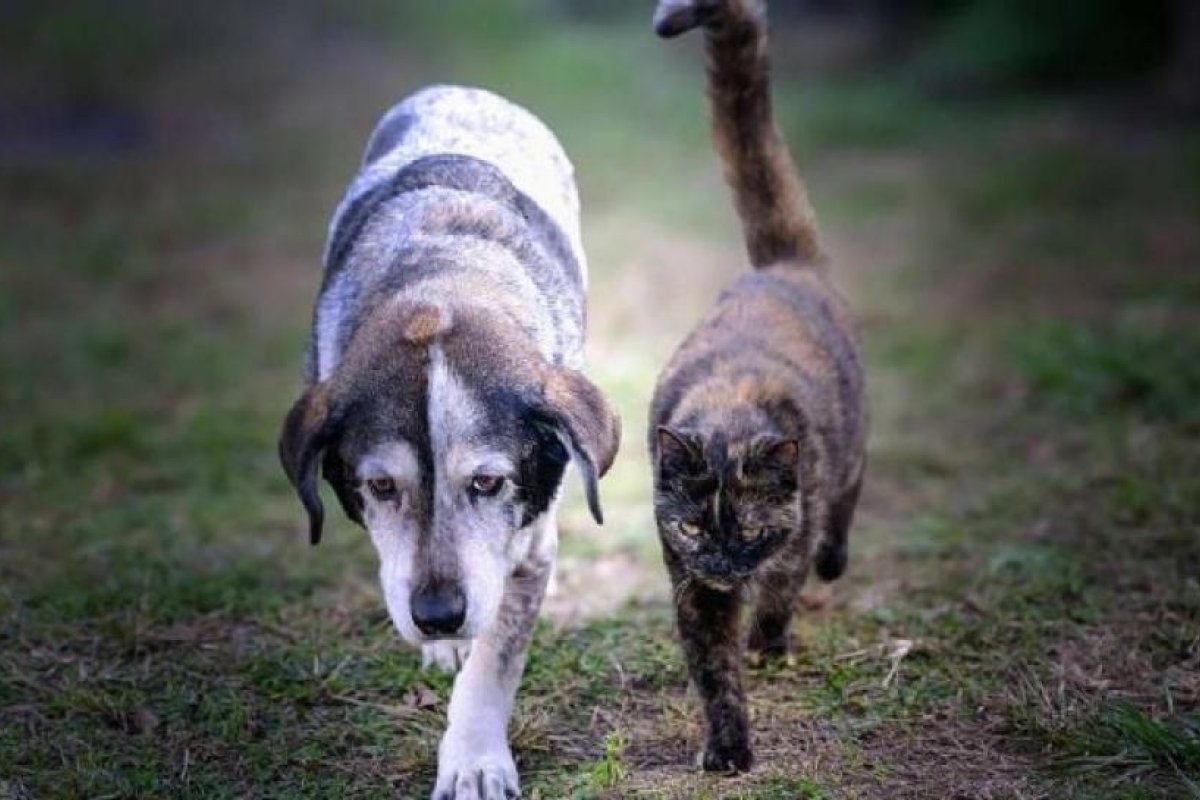 Identificación del envejecimiento en mascotas: claves para su bienestar