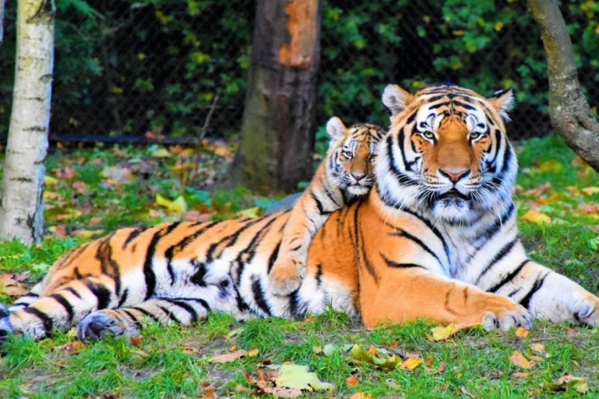 Un albergue para animales salvajes chino habría vendido pieles de tigres en peligro de extinción y elaborado un vino 'afrodisíaco' con sus huesos