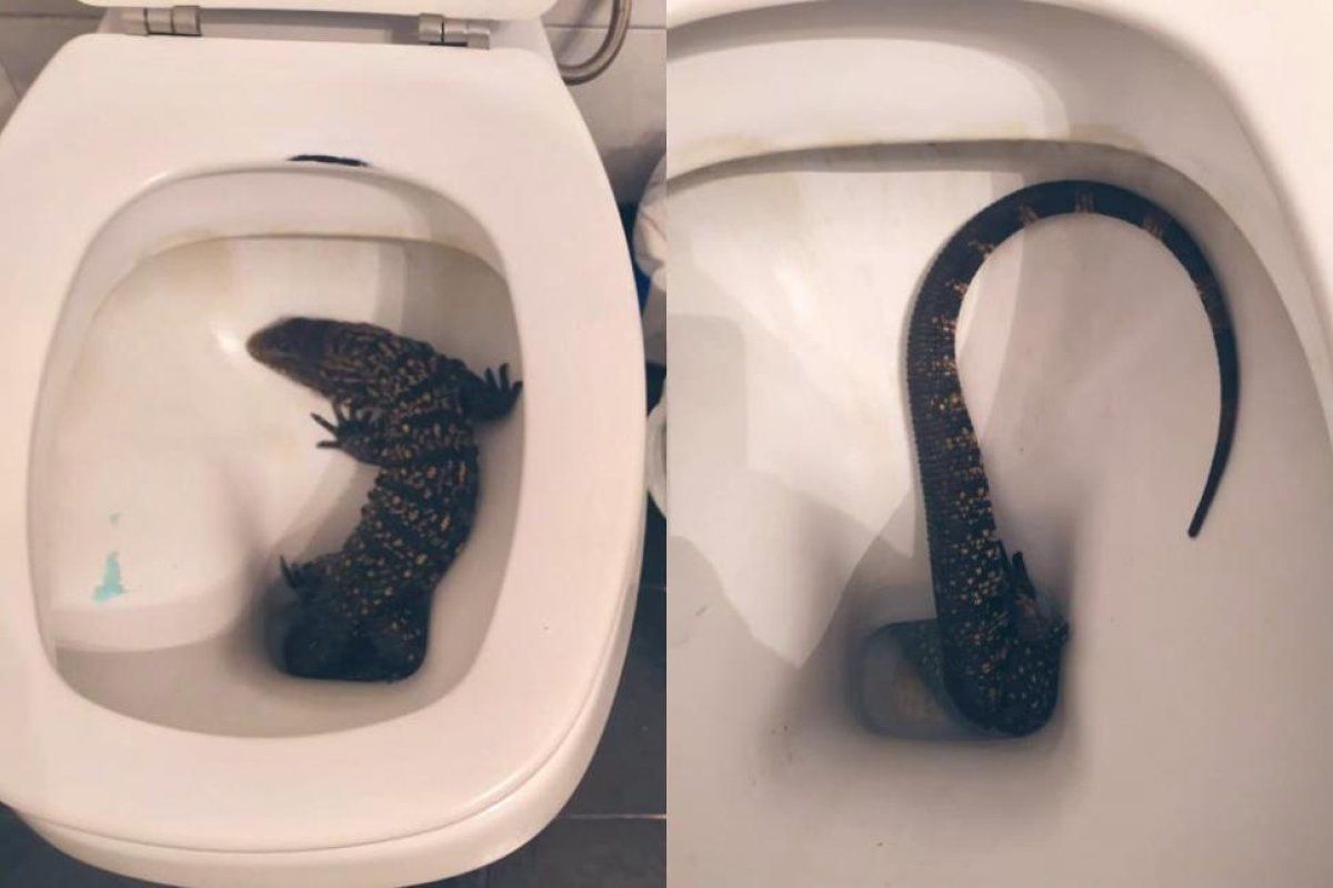 La Plata: fue al baño en la madrugada y encontró un enorme lagarto en su inodoro
