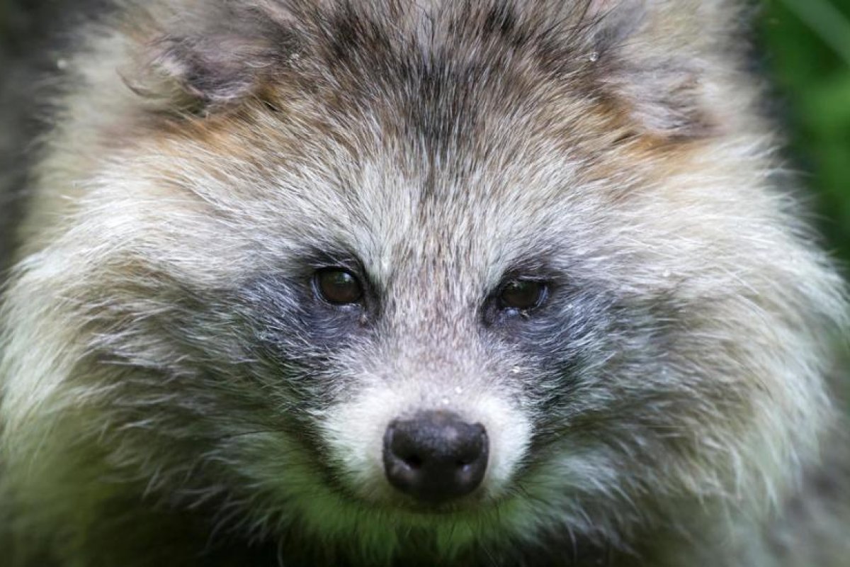 Científicos encuentran decenas de virus desconocidos en animales salvajes consumidos en China