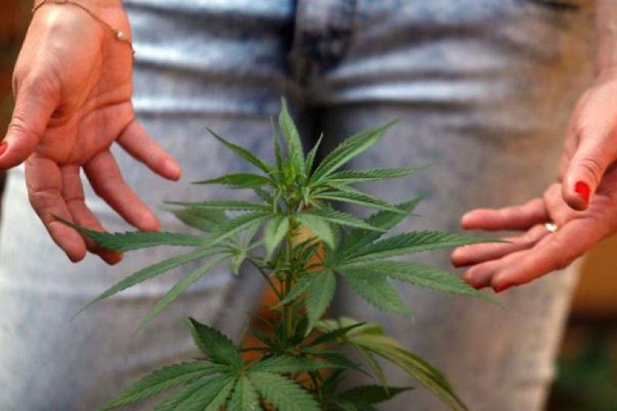 Se inaugura en Jujuy el primer laboratorio de cannabis medicinal del país
