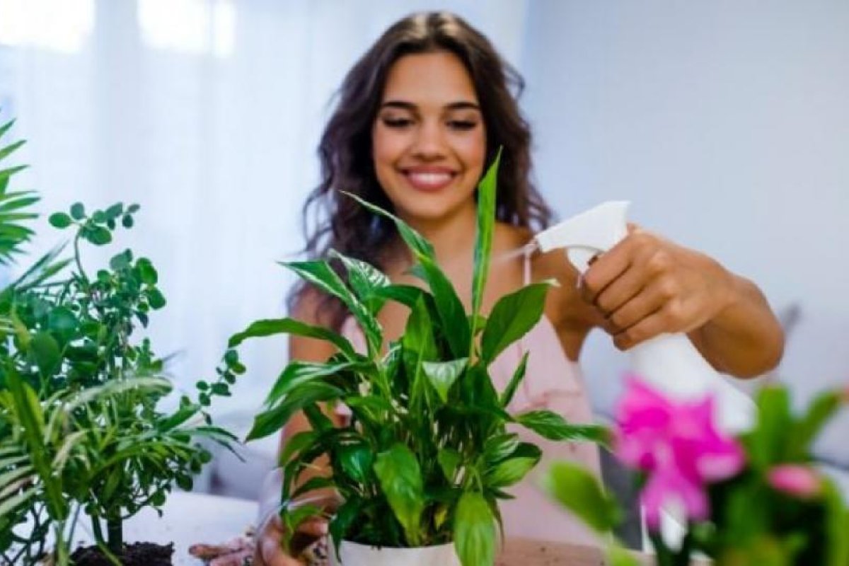 Plantas resistentes al calor extremo para balcones en enero