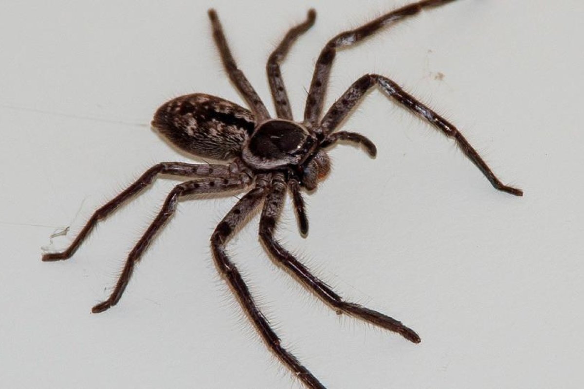 FOTO: Un australiano muestra la gigantesca araña del tamaño de una cara que ha vivido en su garaje por más de un año