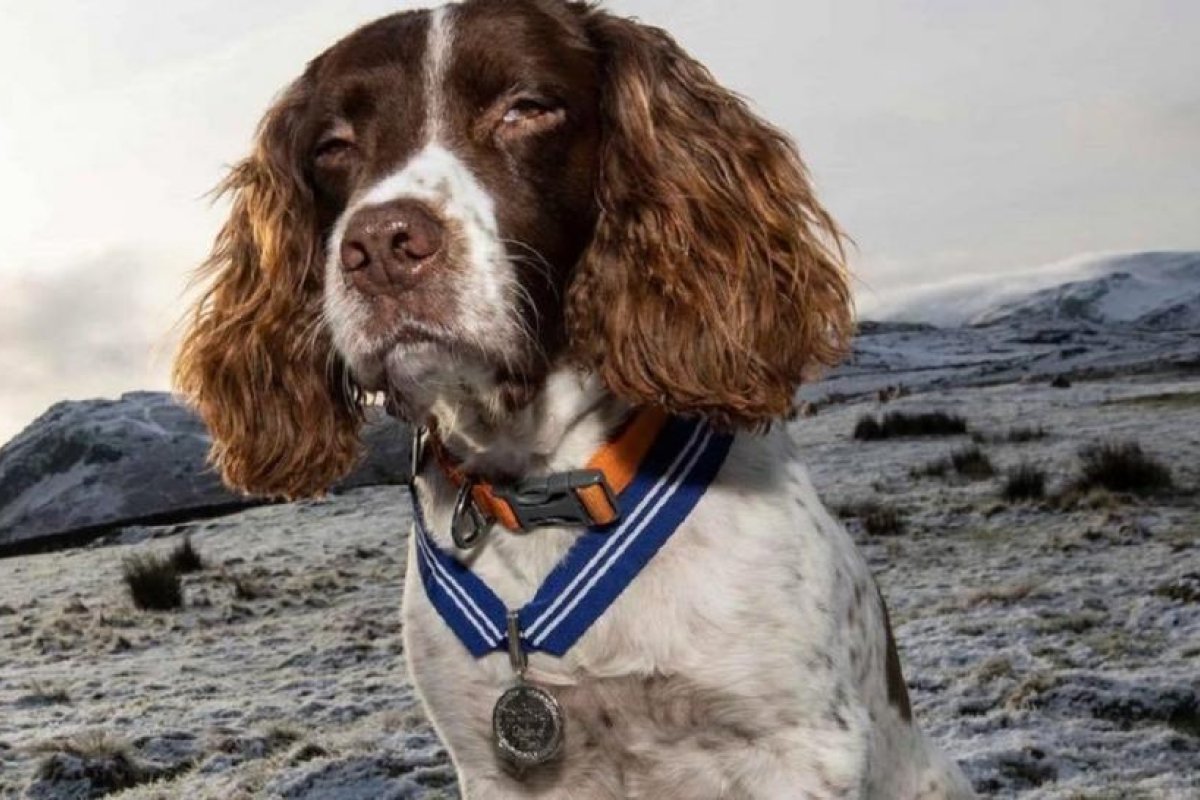 Max, la primera mascota en recibir la Orden al Mérito animal británico por su contribución a la salud mental de miles de personas