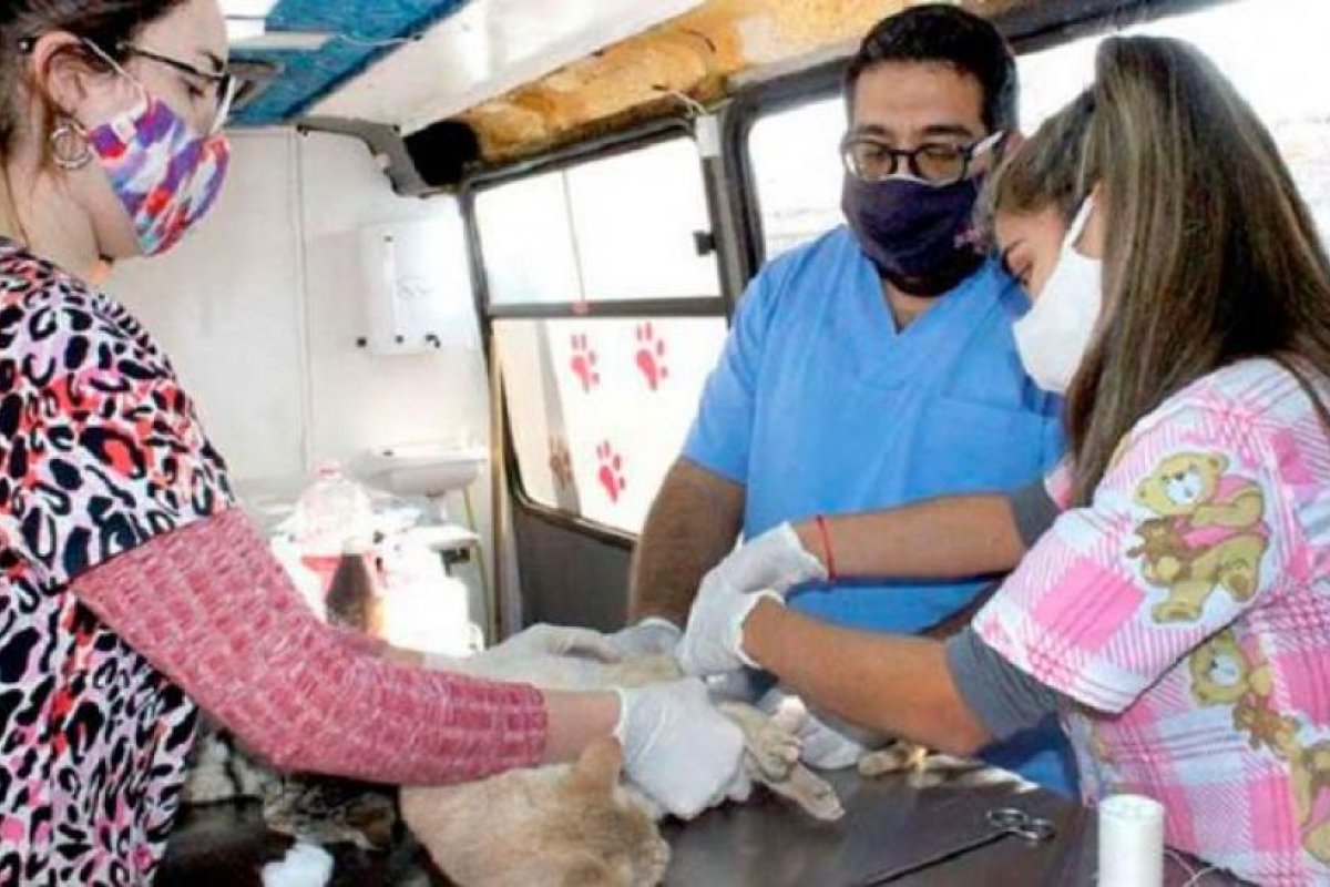 Sanidad Animal entregará turnos para castraciones de perros y gatos mestizos