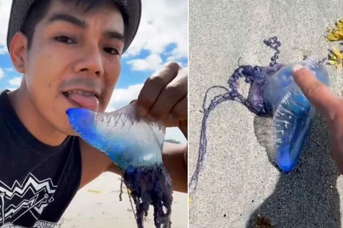 'Tiktoker' lame una criatura "viscosa" sin darse cuenta de que es una carabela portuguesa mortal
