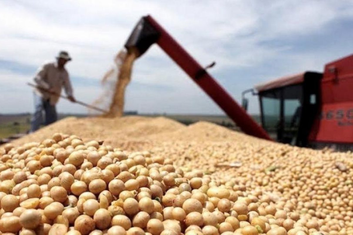 La soja y el trigo alcanzan nuevos valores máximos en el Mercado de Chicago