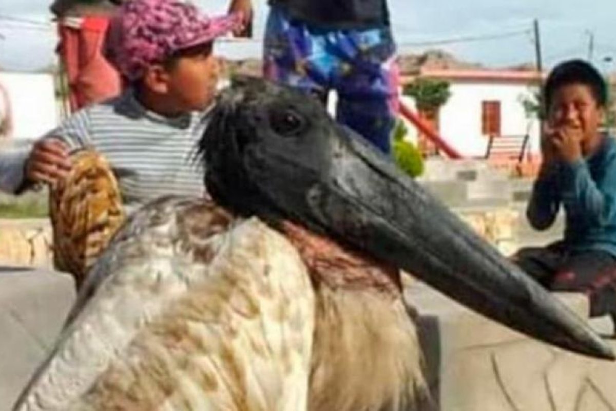Encontraron en Catamarca una inusual especia de cigüeña