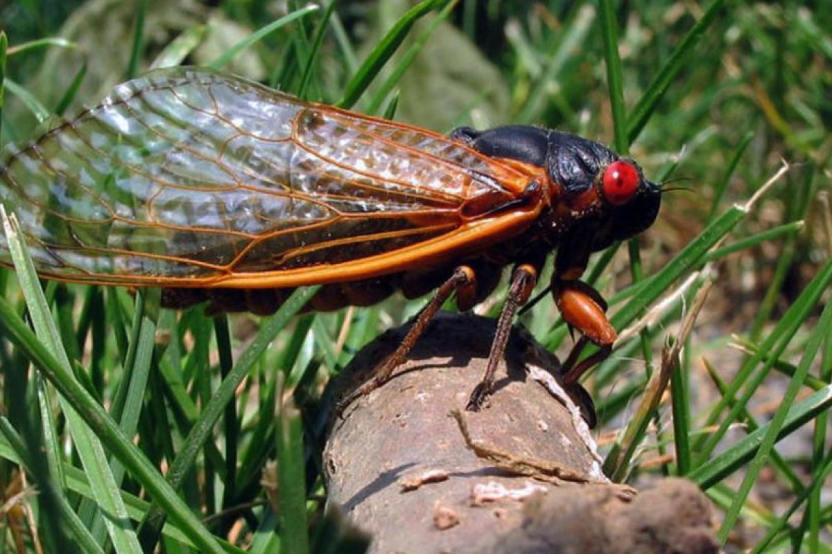 Miles de millones de cigarras alzarán el vuelo en Estados Unidos después de 17 años bajo tierra