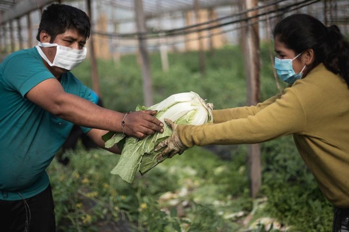 Creció el consumo de verduras agroecológicas durante la pandemia