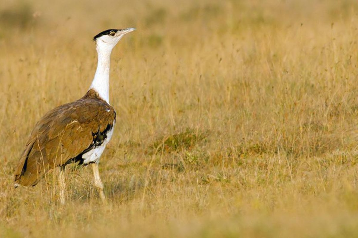 ¿Pasa la transición hacia una energía limpia de la India por la extinción de una de las aves voladoras más grandes del planeta?