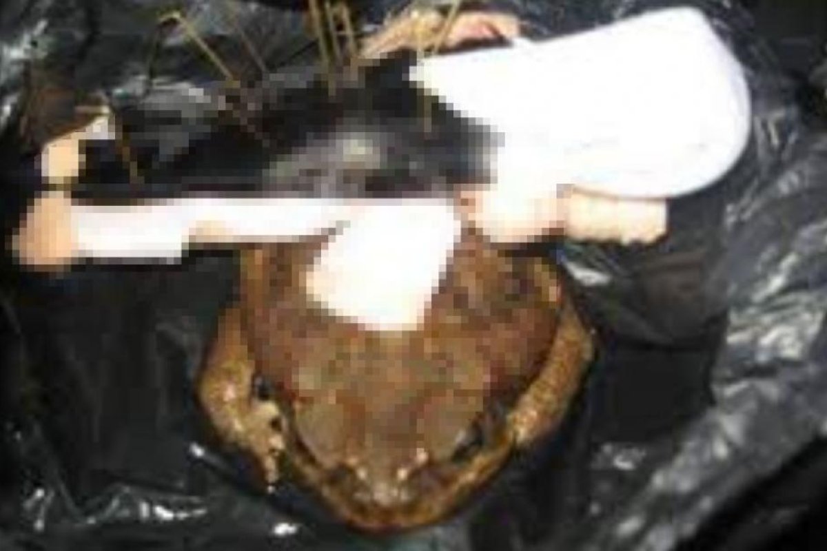 Una mujer encontró en la puerta de su local un sapo con una foto y alfileres clavados: Investigan los hechos