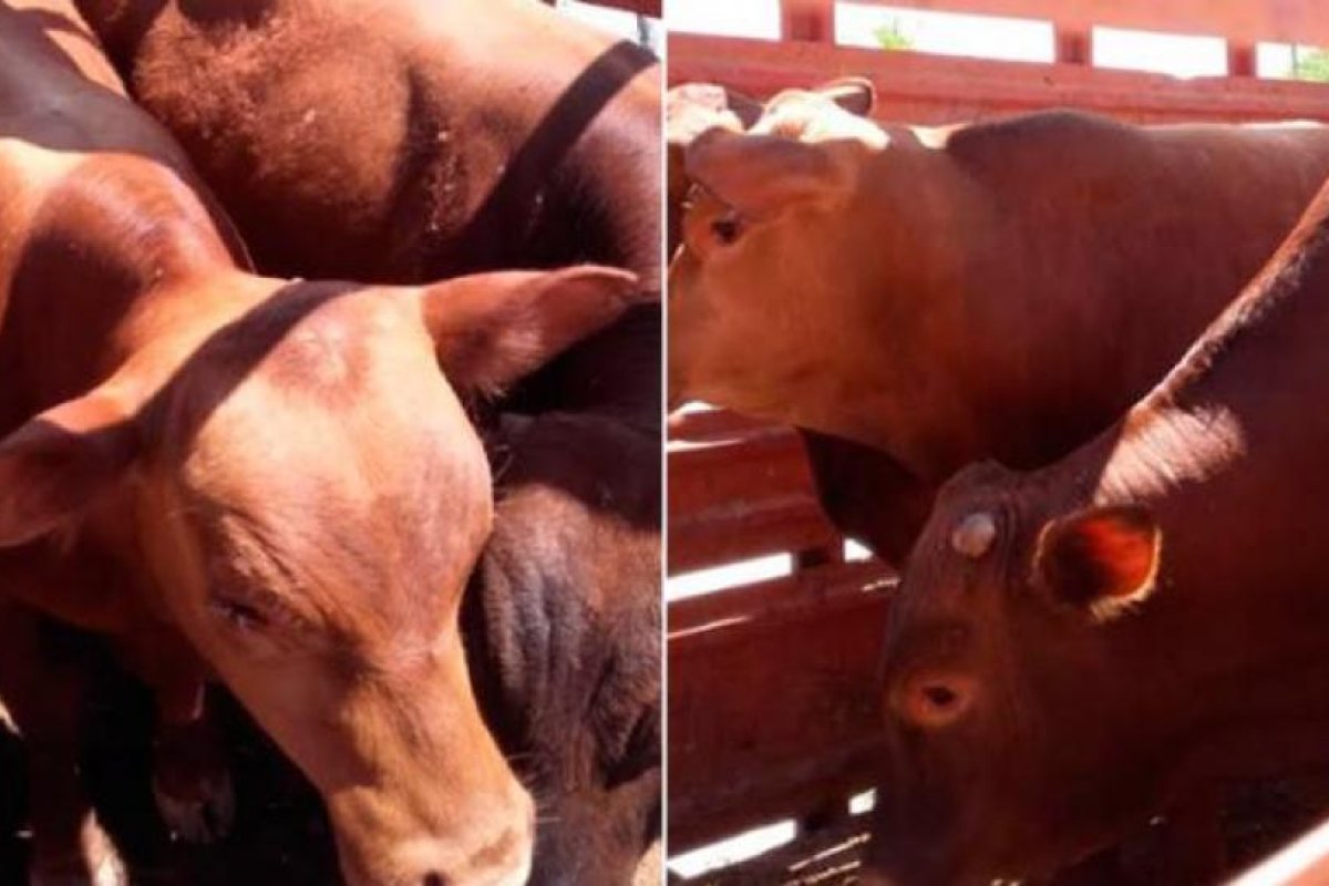 Detienen a dos sujetos que trasladaban vacunos de manera clandestina