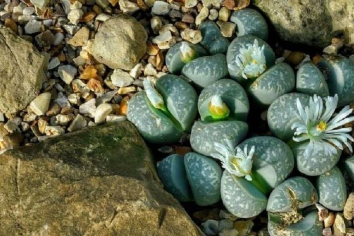 Lithops: La Suculenta que Se Camufla en el Desierto Africano