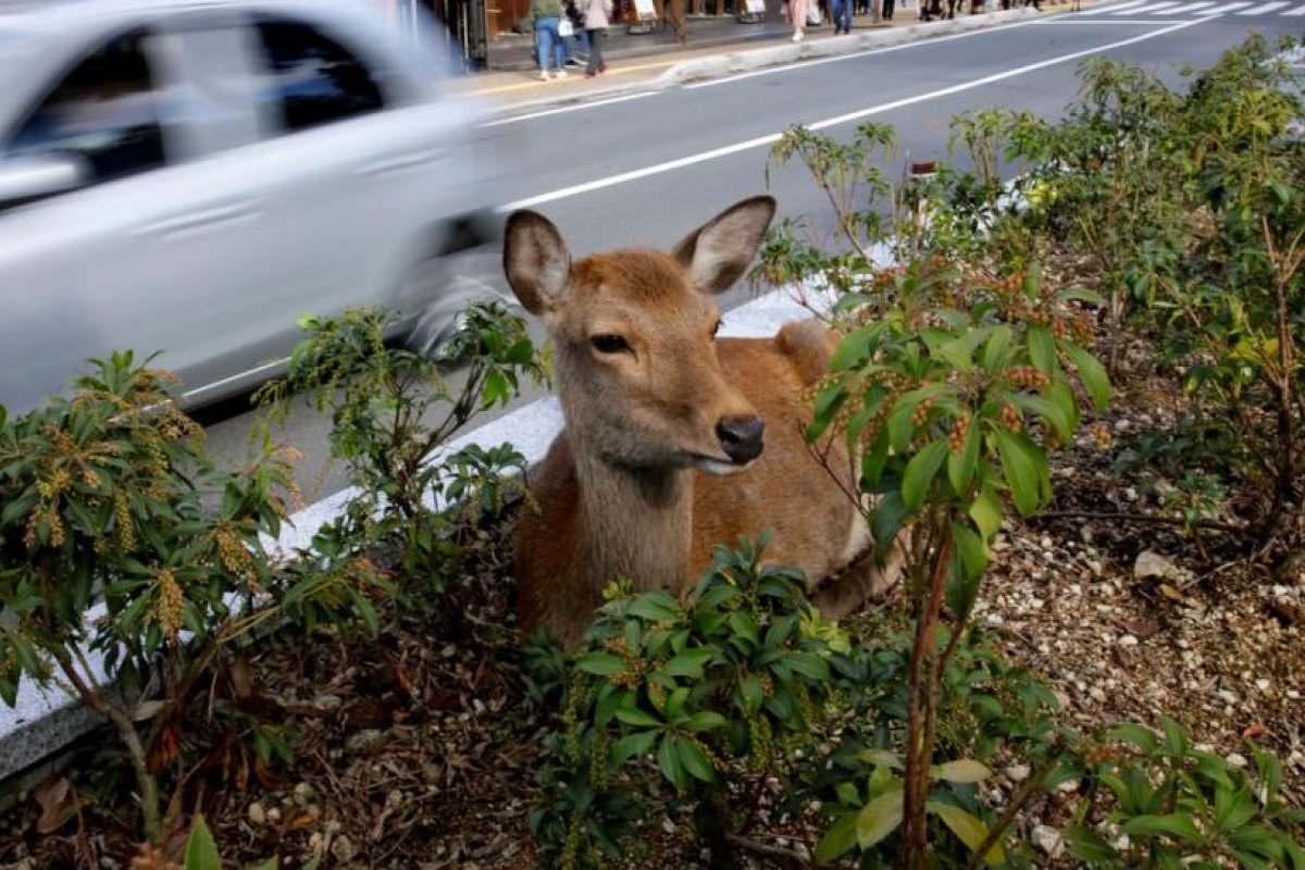 Un japonés inventa un empaque comestible para salvar a los ciervos sagrados de Nara, luego que varios ejemplares murieran por comer bolsas de plástico
