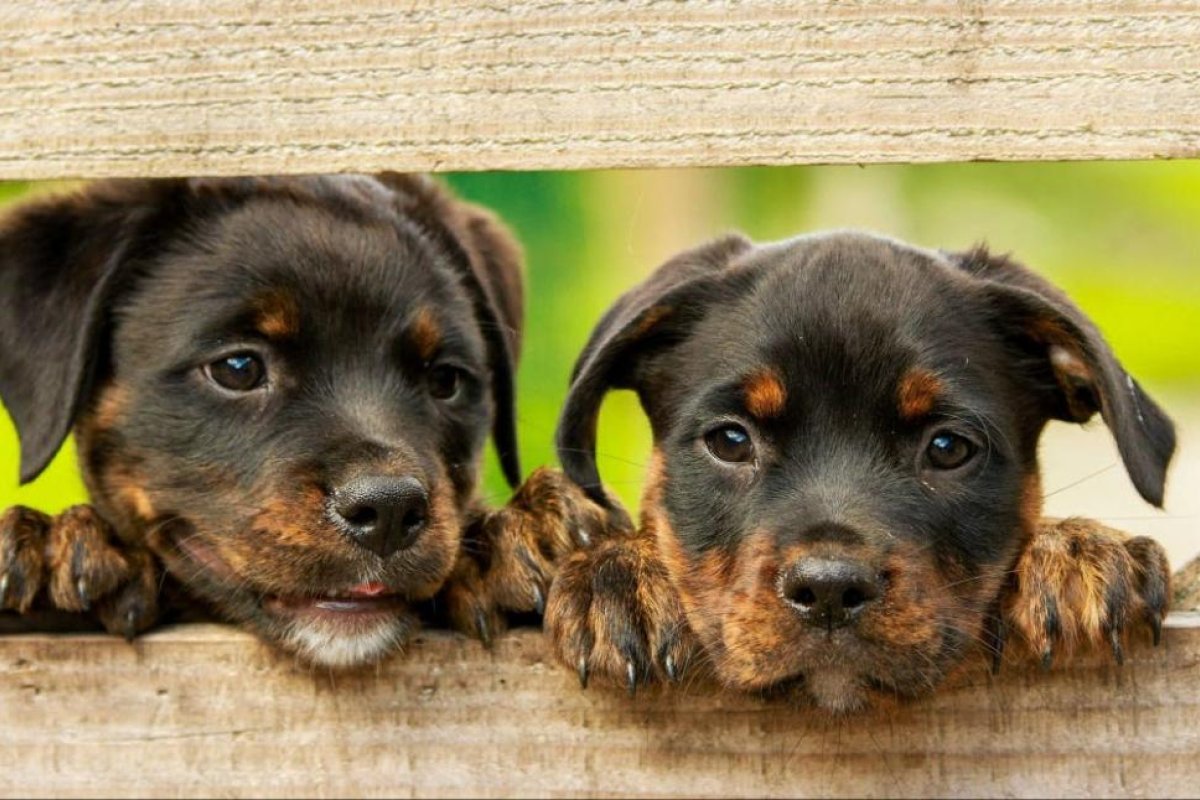 ¿Por qué se celebra hoy el Día Mundial de los Animales?