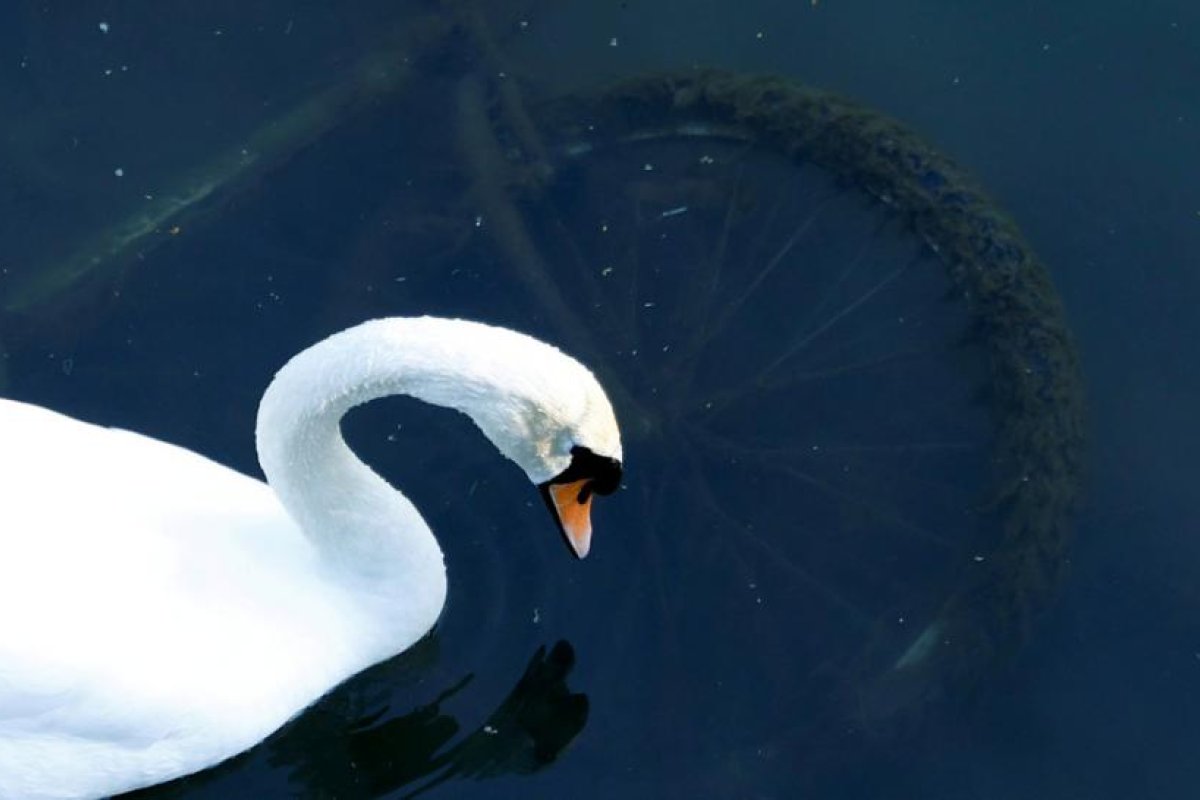 FOTO: Un cisne se planta en una vía férrea afligido por la muerte de su compañero y provoca el retraso de más de 20 trenes en Alemania