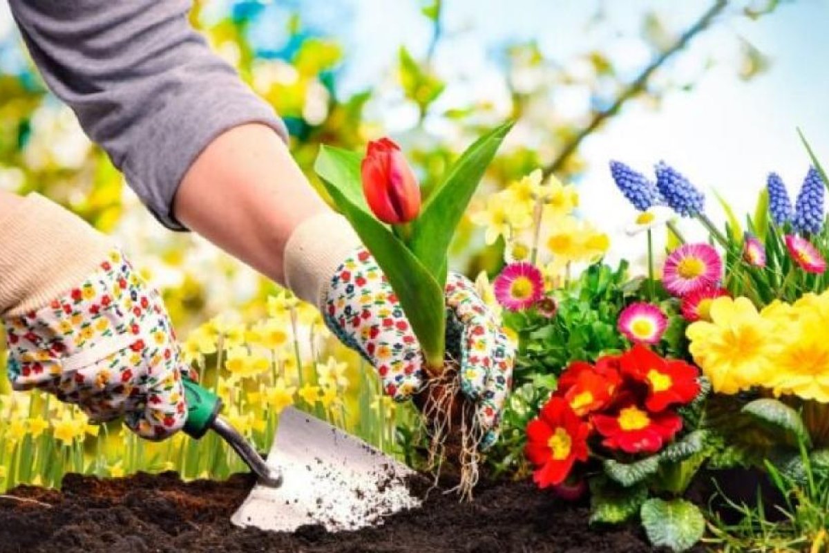 Tomillo: La Planta Resistente que Embellece y Aromatiza Jardines Difíciles