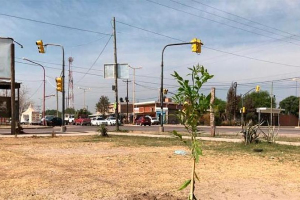 El Plan Municipal de Reforestación llegó al barrio San Fernando con nuevas especies para la plaza saludable
