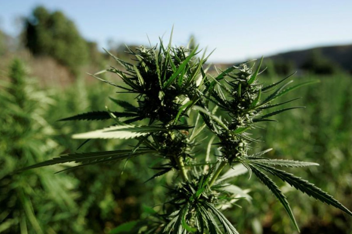 El consumo de cannabis deteriora significativamente funciones visuales importantes, según un estudio