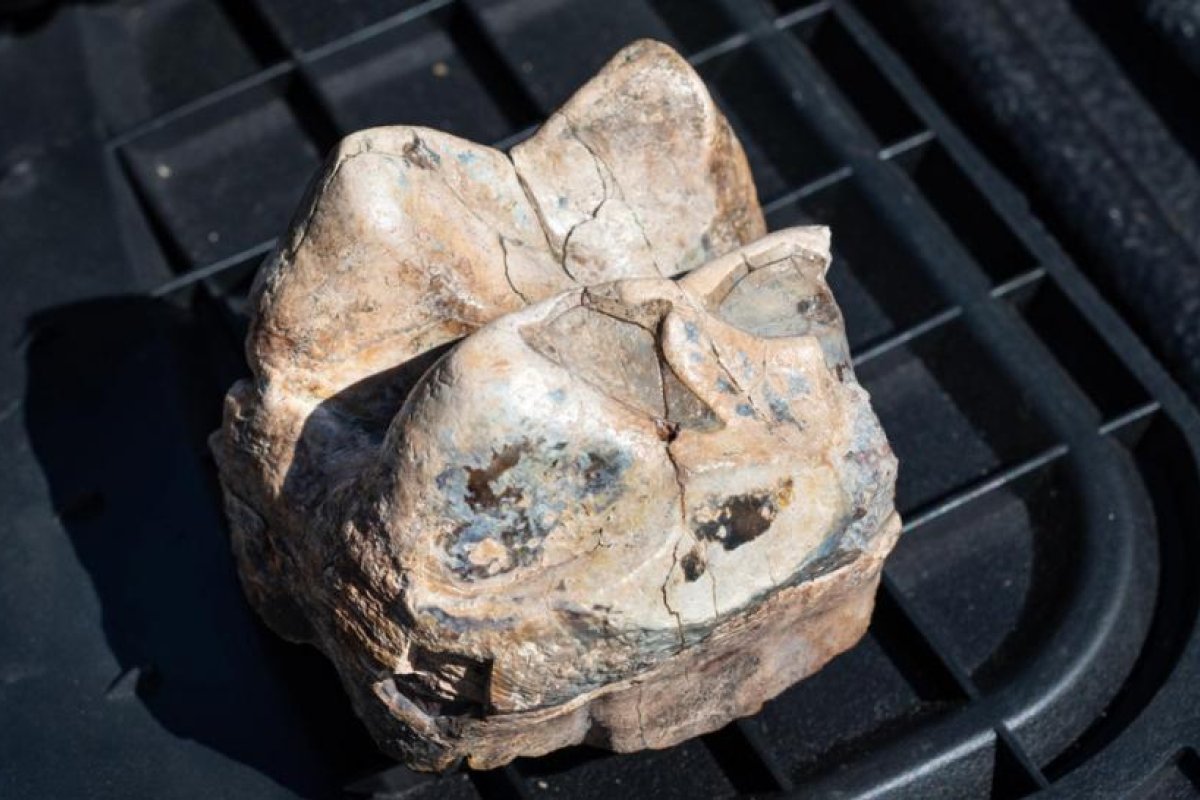 Encuentran un tesoro de fósiles prehistóricos en California que incluye un camello del tamaño de una jirafa