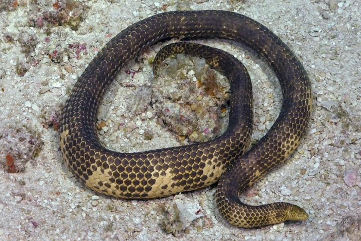 Reaparece en Australia una serpiente marina venenosa dada por extinta hace más de 20 años