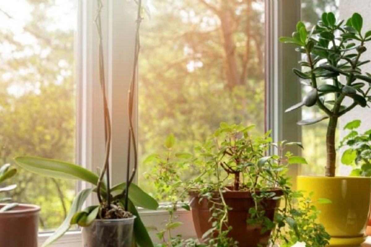 Plantas de interior resistentes que requieren escaso riego
