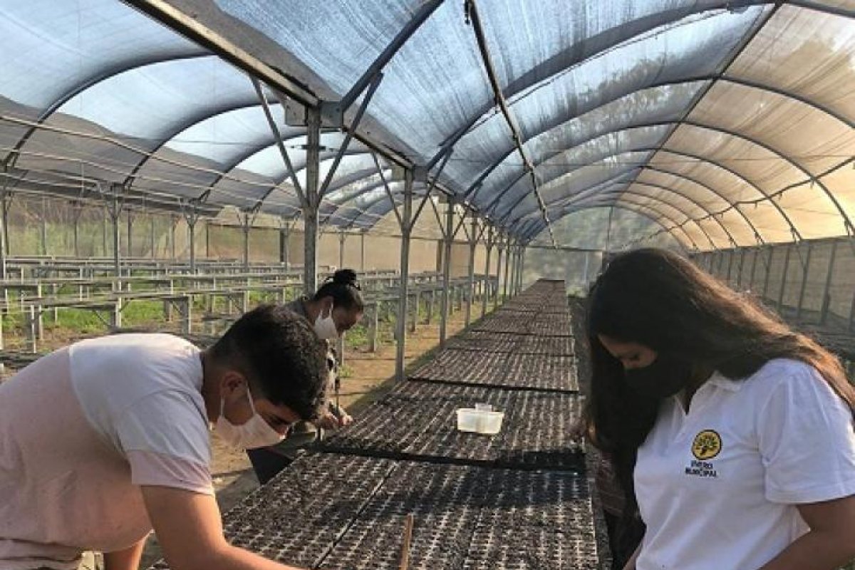Programa "Termas te Quiero Verde": Personal del vivero municipal ya prepara la campaña de arbolado urbano 2021
