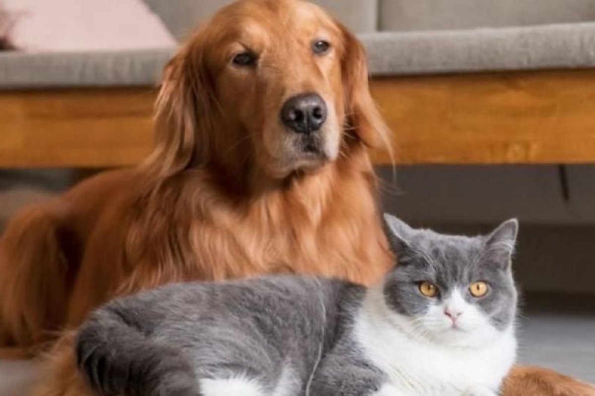 Alimentos Tóxicos para Mascotas: Riesgos Ocultos en la Alimentación Humana