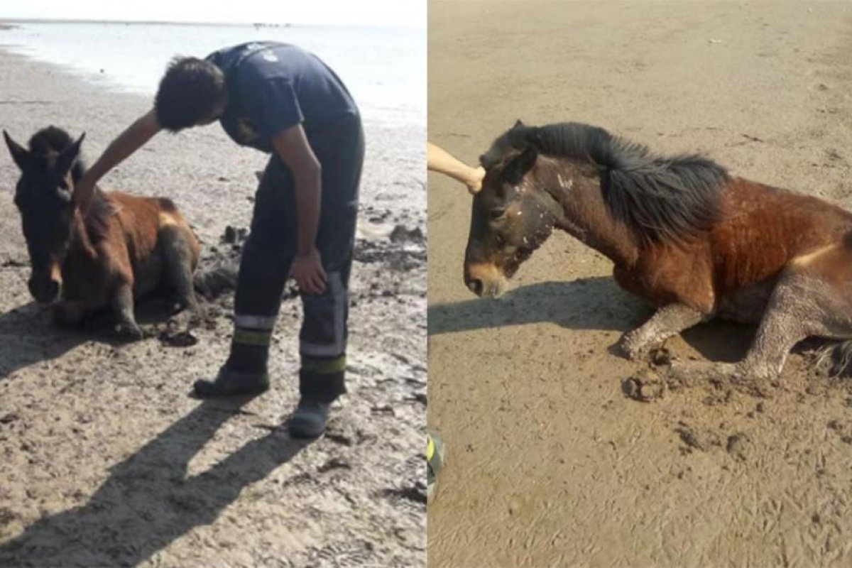 Bomberos Voluntarios rescataron un caballo que estaba atascado a las orillas del Río Dulce