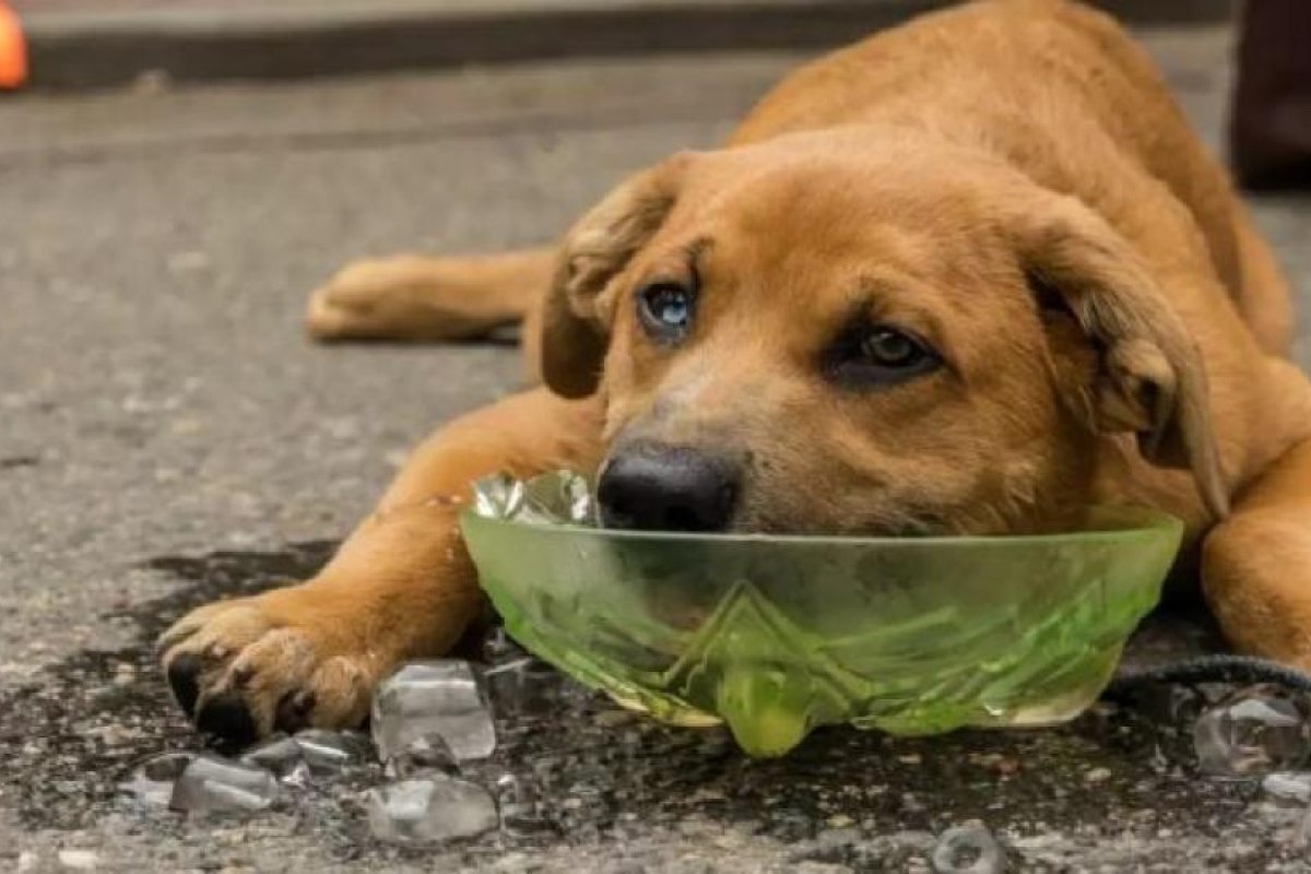 Golpes de calor en mascotas: prevención y cuidado ante el riesgo