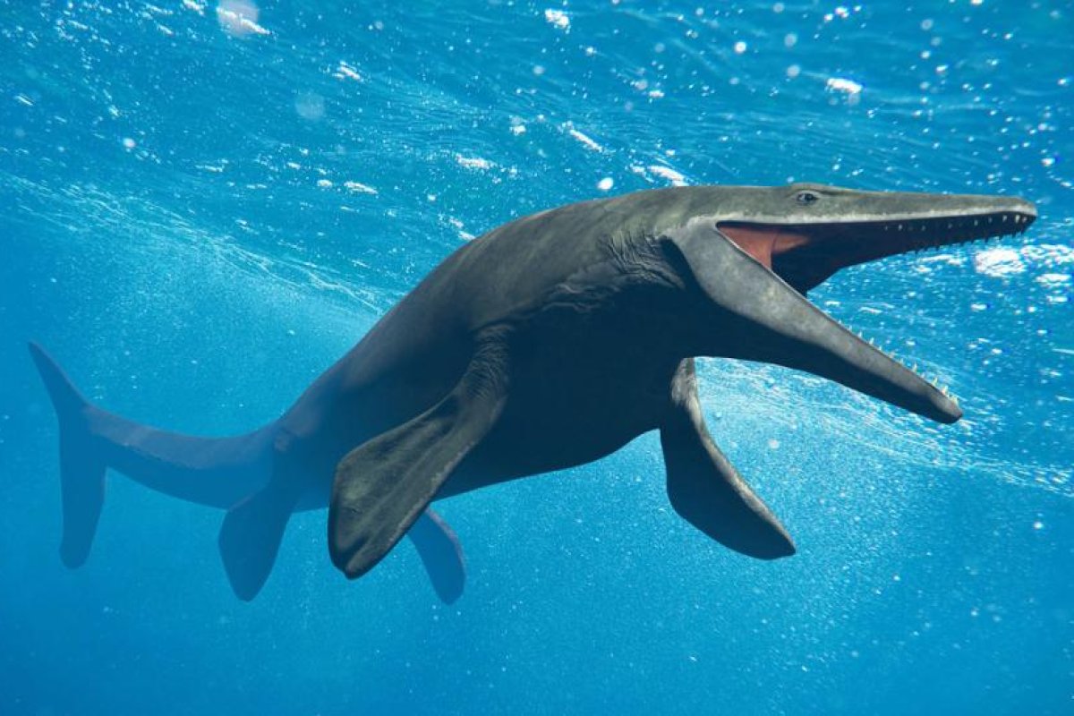 Identifican una nueva especie de megadepredador del Cretácico que tenía el hocico "extremadamente largo"
