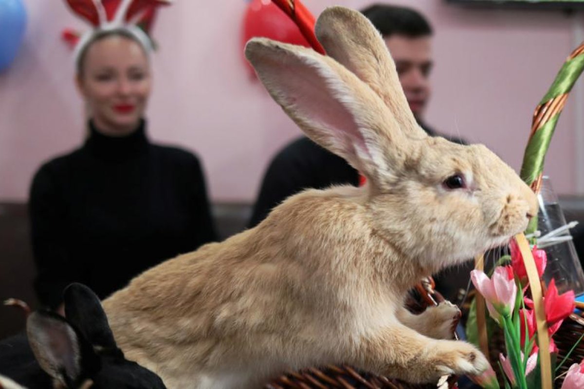 Desaparece el "conejo más grande del mundo" y su dueña ofrece una recompensa de más de 2.700 dólares 